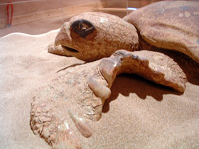 Θεματικo Εκθεσιακo Κeντρο της θαλάσσιας χελώνας Caretta
