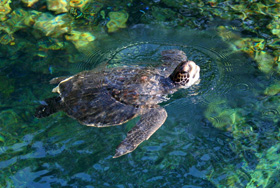 χελώνες Caretta Caretta