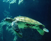 Caretta-Caretta turtle